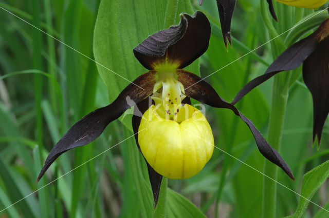 Lady’s slipper (Cypripedium calceolus)