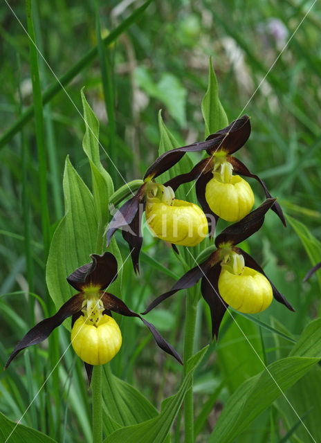 Lady’s slipper (Cypripedium calceolus)