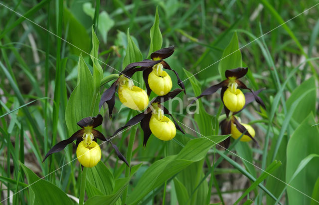 Lady’s slipper (Cypripedium calceolus)