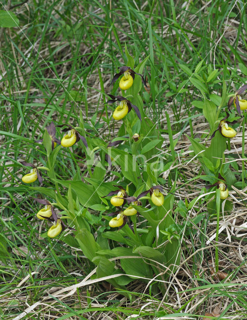 Lady’s slipper (Cypripedium calceolus)