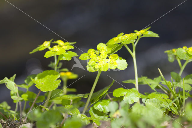 Alternate-leaved Golden Saxifrage (Chrysosplenium alternifolium)