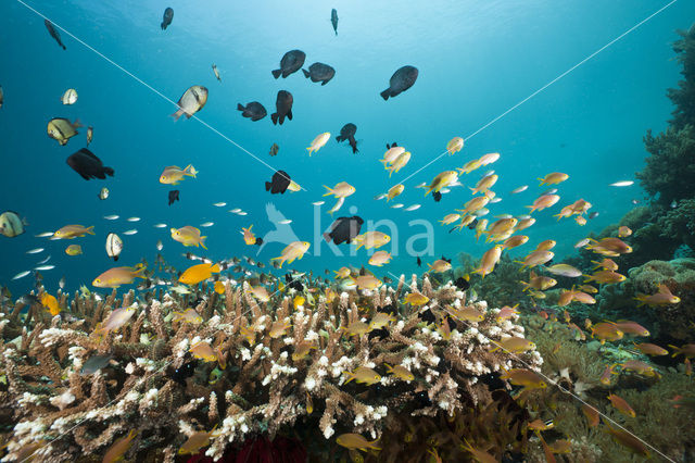 Vlaggebaars (Pseudanthias cheirospilos)