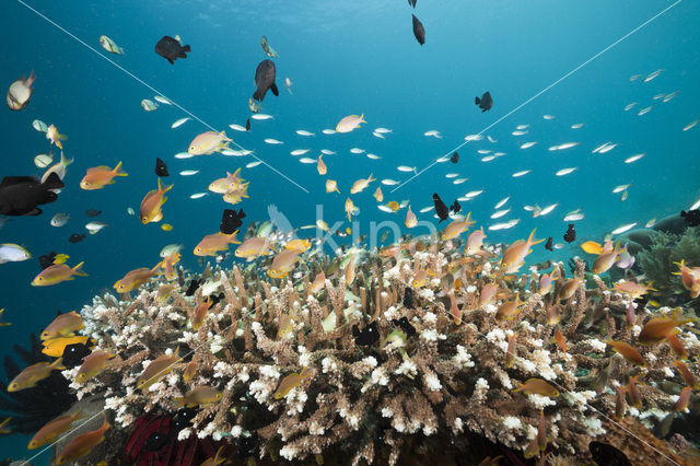 Vlaggebaars (Pseudanthias cheirospilos)