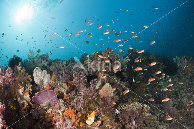 Lyretail Anthias (Pseudanthias cheirospilos)