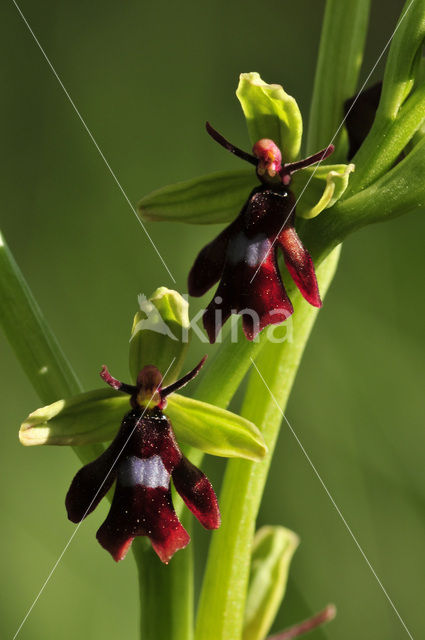 Vliegenorchis (Ophrys insectifera)