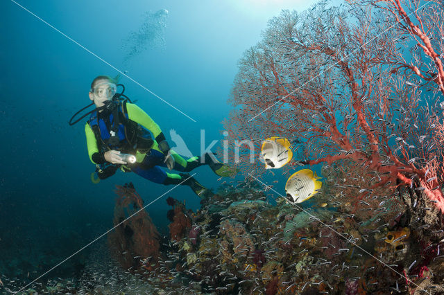 Philippine butterflyfish (Chaetodon adiergastos)