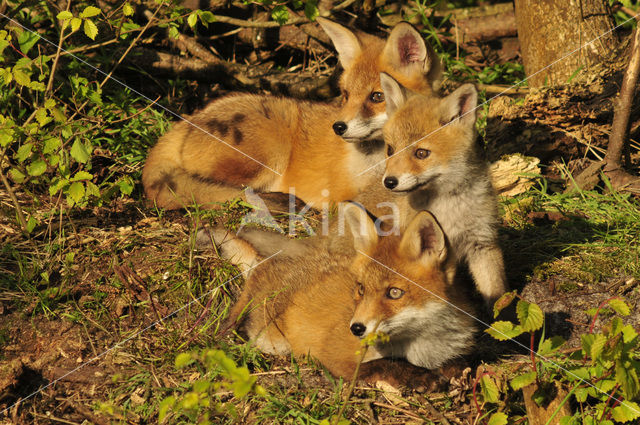 Vos (Vulpes vulpes)