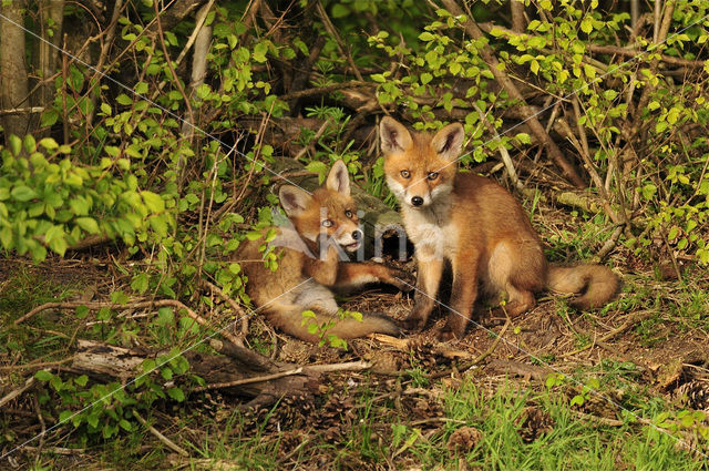 Vos (Vulpes vulpes)