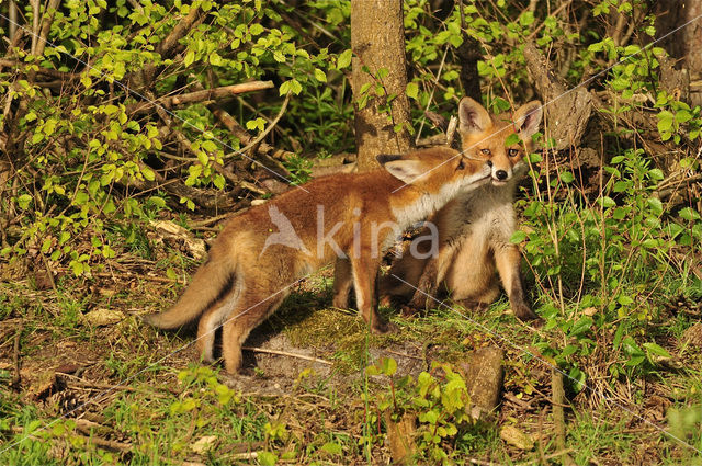 Fox (Vulpes vulpes)