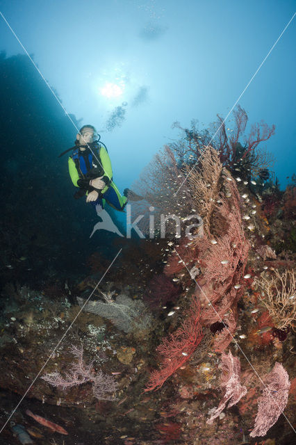 Sea Fan