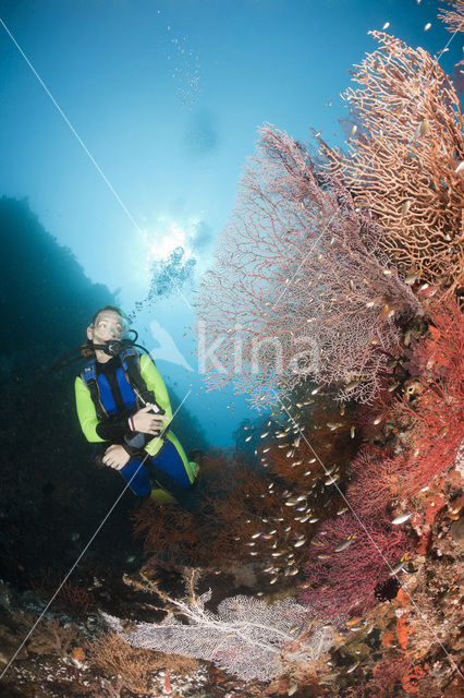 Sea Fan