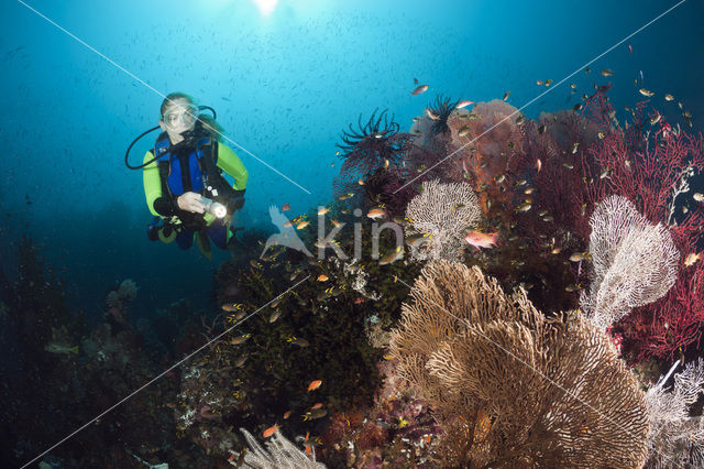 Sea Fan