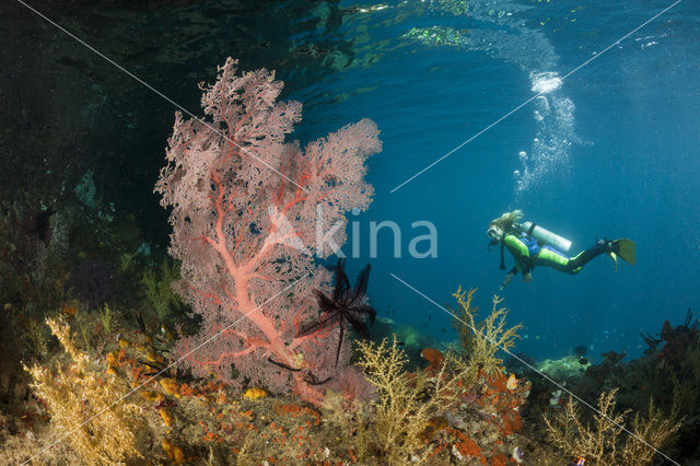 Sea Fan