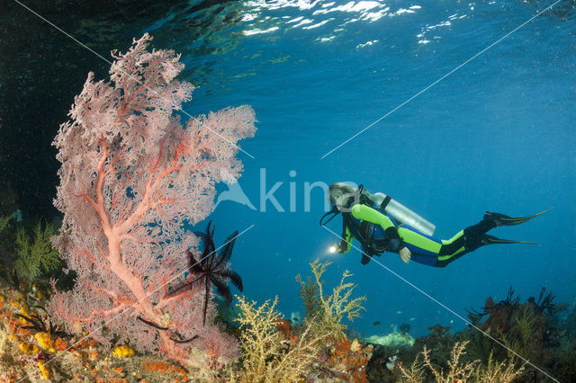 Sea Fan