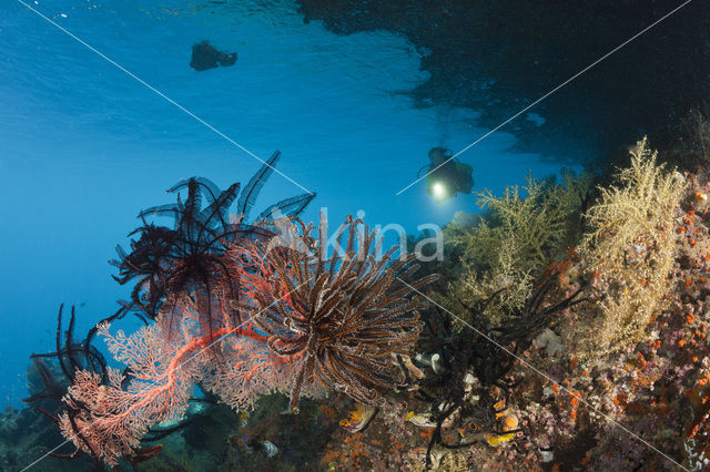 Sea Fan