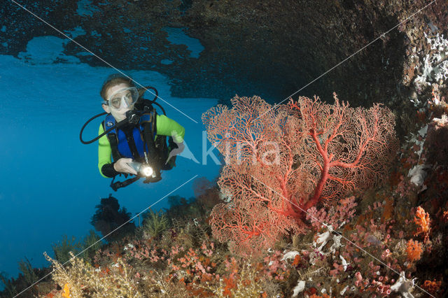 Sea Fan