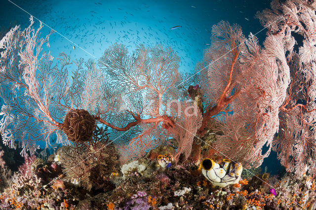 Sea Fan