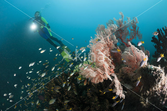 Sea Fan