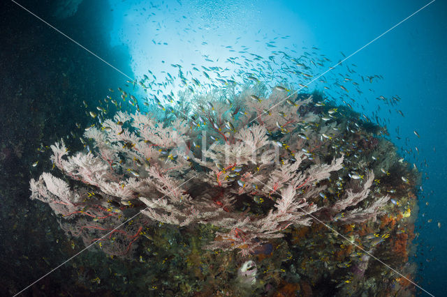 Sea Fan