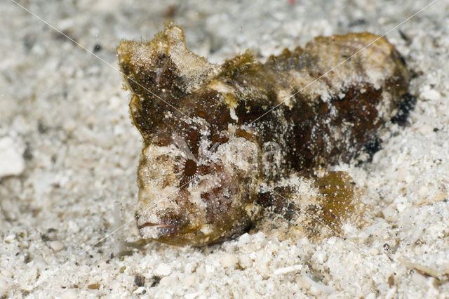waspfish (Paracentropogon longispinis)
