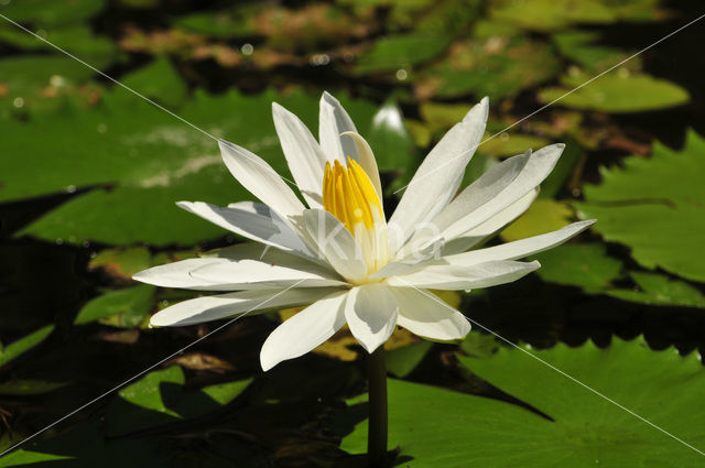 Waterlelie (Nymphaea spec.)