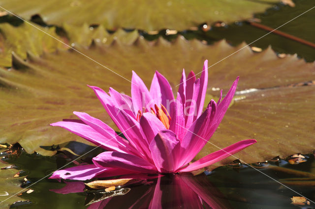 Waterlelie (Nymphaea spec.)