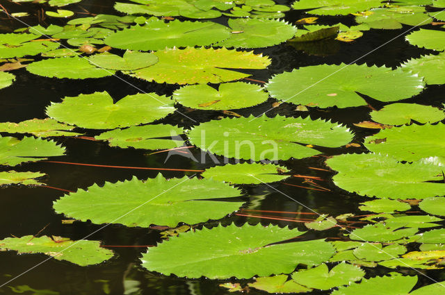 Waterlily (Nymphaea spec.)