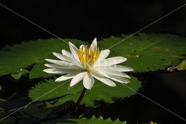 Waterlelie (Nymphaea spec.)