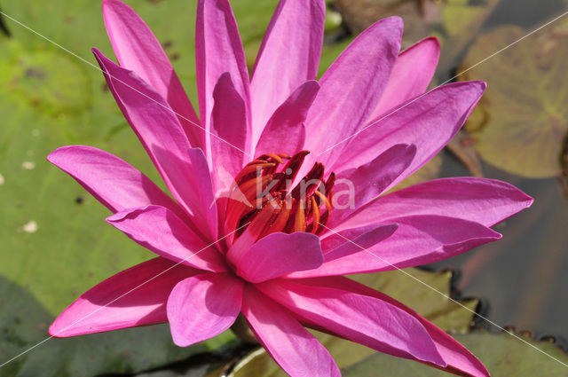 Waterlelie (Nymphaea spec.)