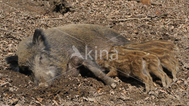 Wild Boar (Sus scrofa)