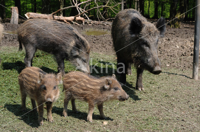 Wild Boar (Sus scrofa)