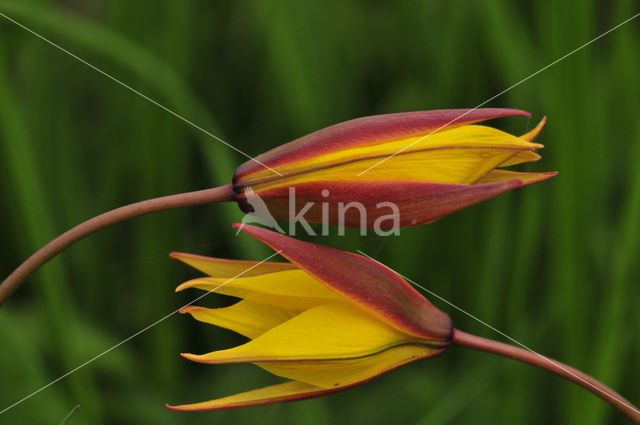 Cretean Tulip (Tulipa bakeri)
