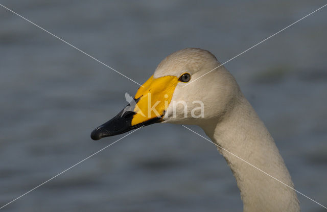 Whooper Swan (Cygnus cygnus)