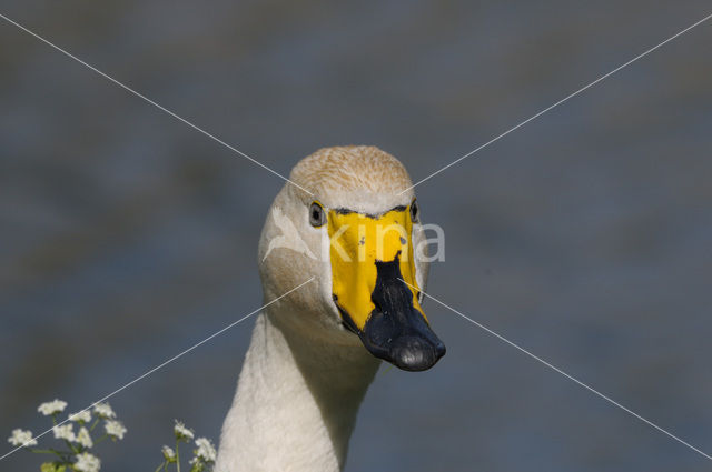 Whooper Swan (Cygnus cygnus)