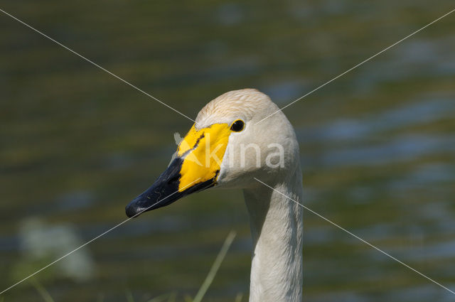 Whooper Swan (Cygnus cygnus)