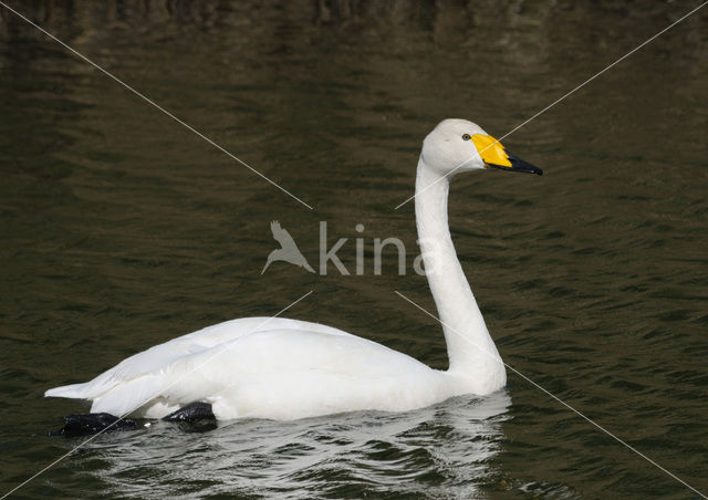 Whooper Swan (Cygnus cygnus)