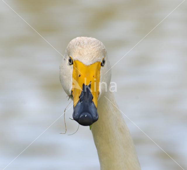 Whooper Swan (Cygnus cygnus)