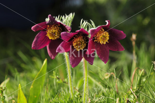 Pasqueflower (Pulsatilla vulgaris)