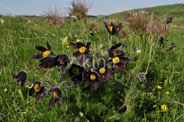 Wildemanskruid (Pulsatilla vulgaris)