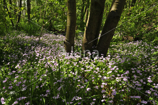 Winterpostelein (Claytonia)