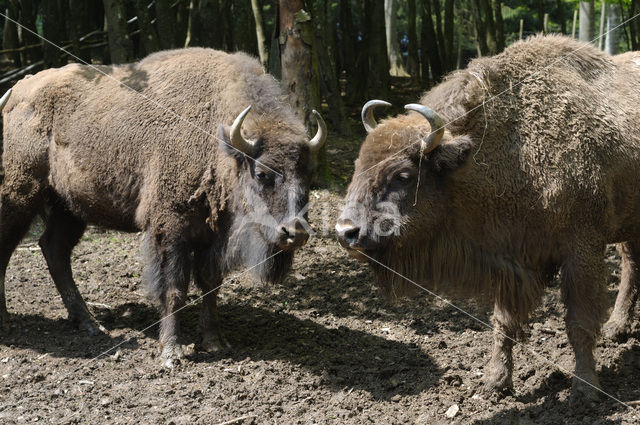 Wisent (Bison bonasus)