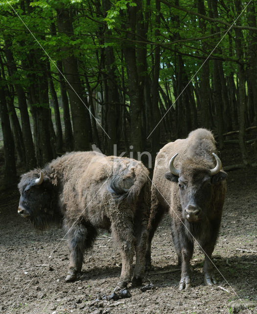 European Bison