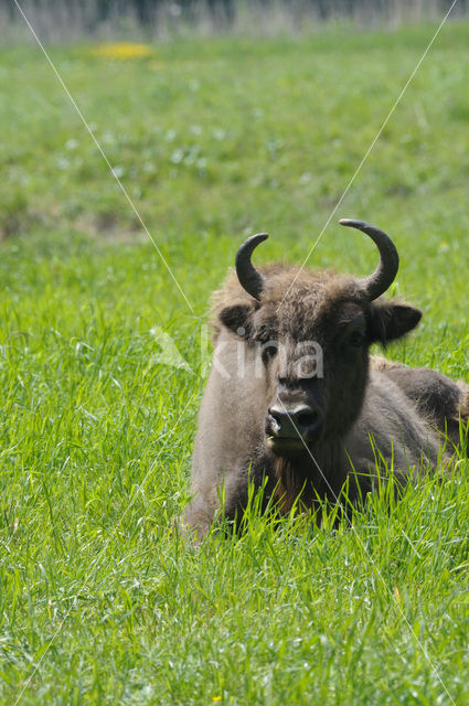 European Bison