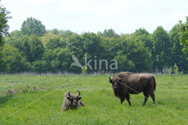 Wisent (Bison bonasus)