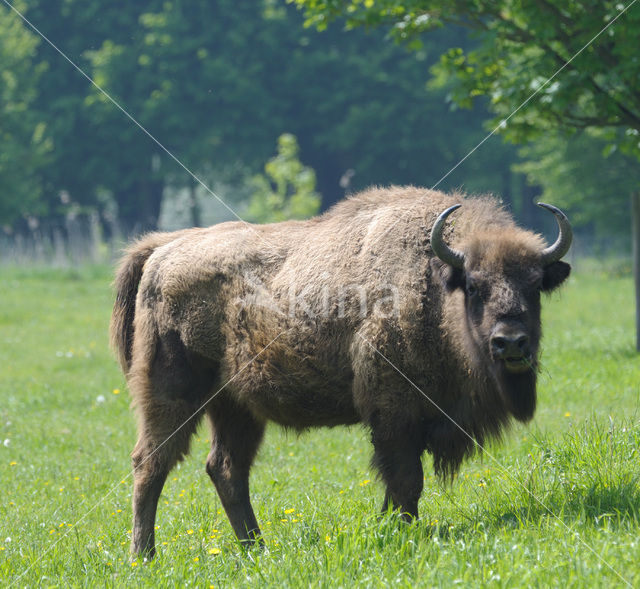 Wisent (Bison bonasus)