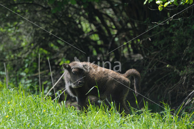 Wisent (Bison bonasus)