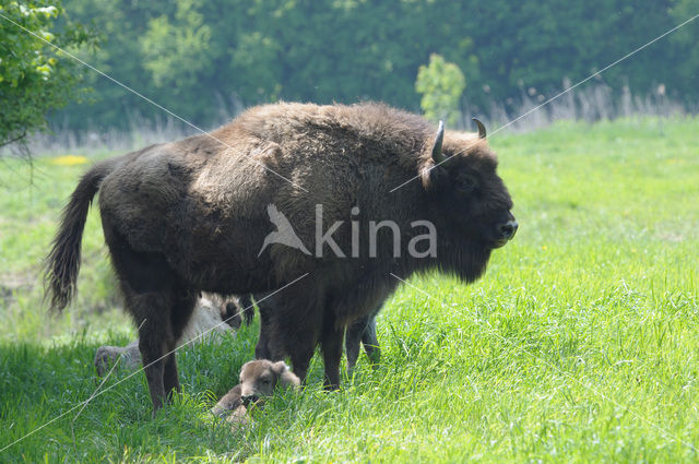 European Bison