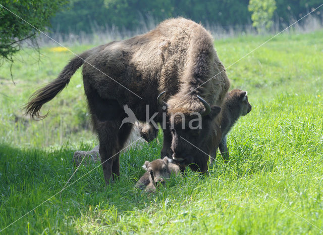 European Bison