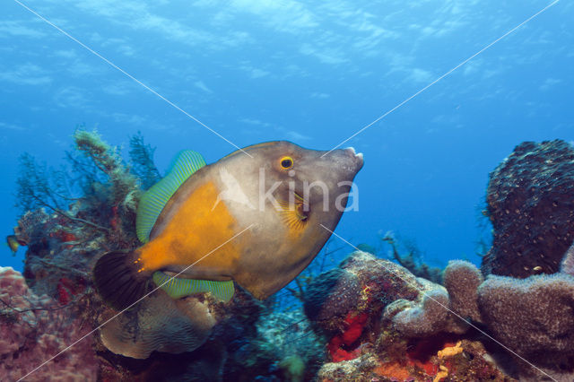 American whitespotted filefish (Cantherhines macrocerus)