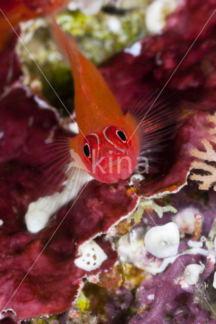 Striped triplefin (Helcogramma striata)